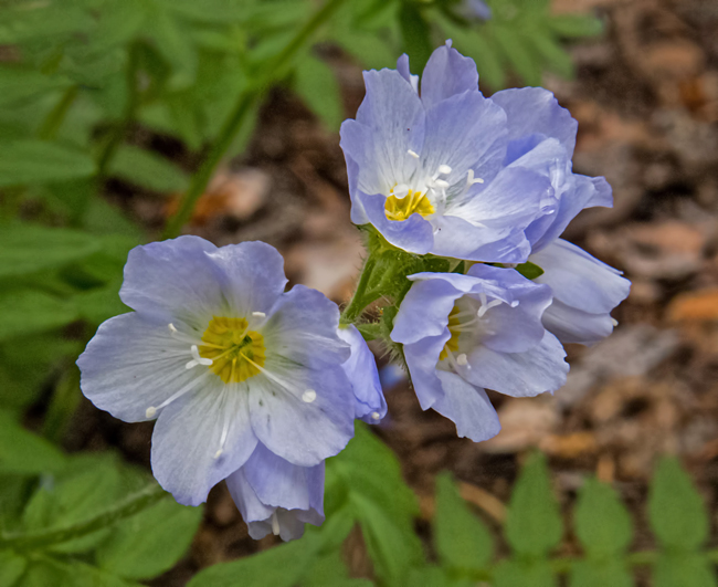 Subalpine Jacobs-Ladder 5.jpg